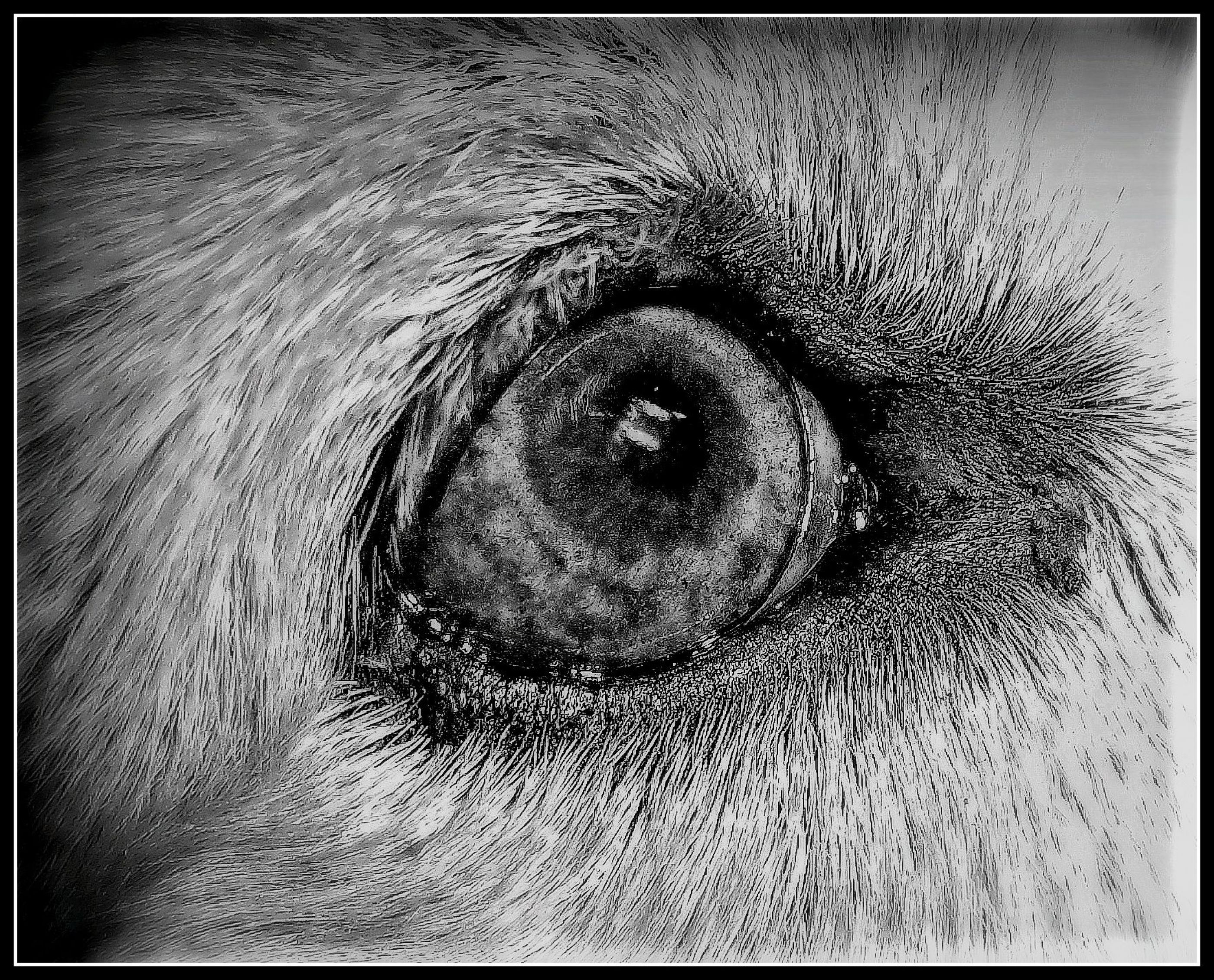 ojo  perro  blanco  y negro-Octavio