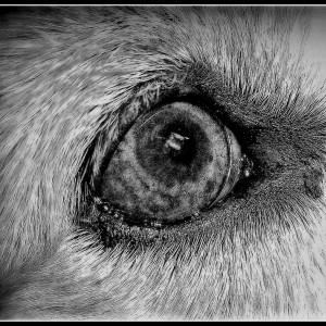 ojo  perro  blanco  y negro-Octavio