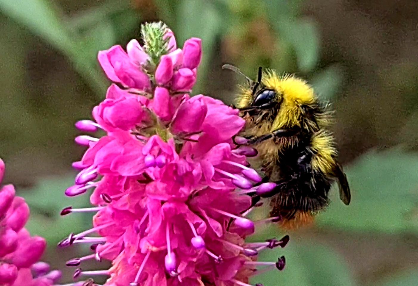 Biene auf Blume