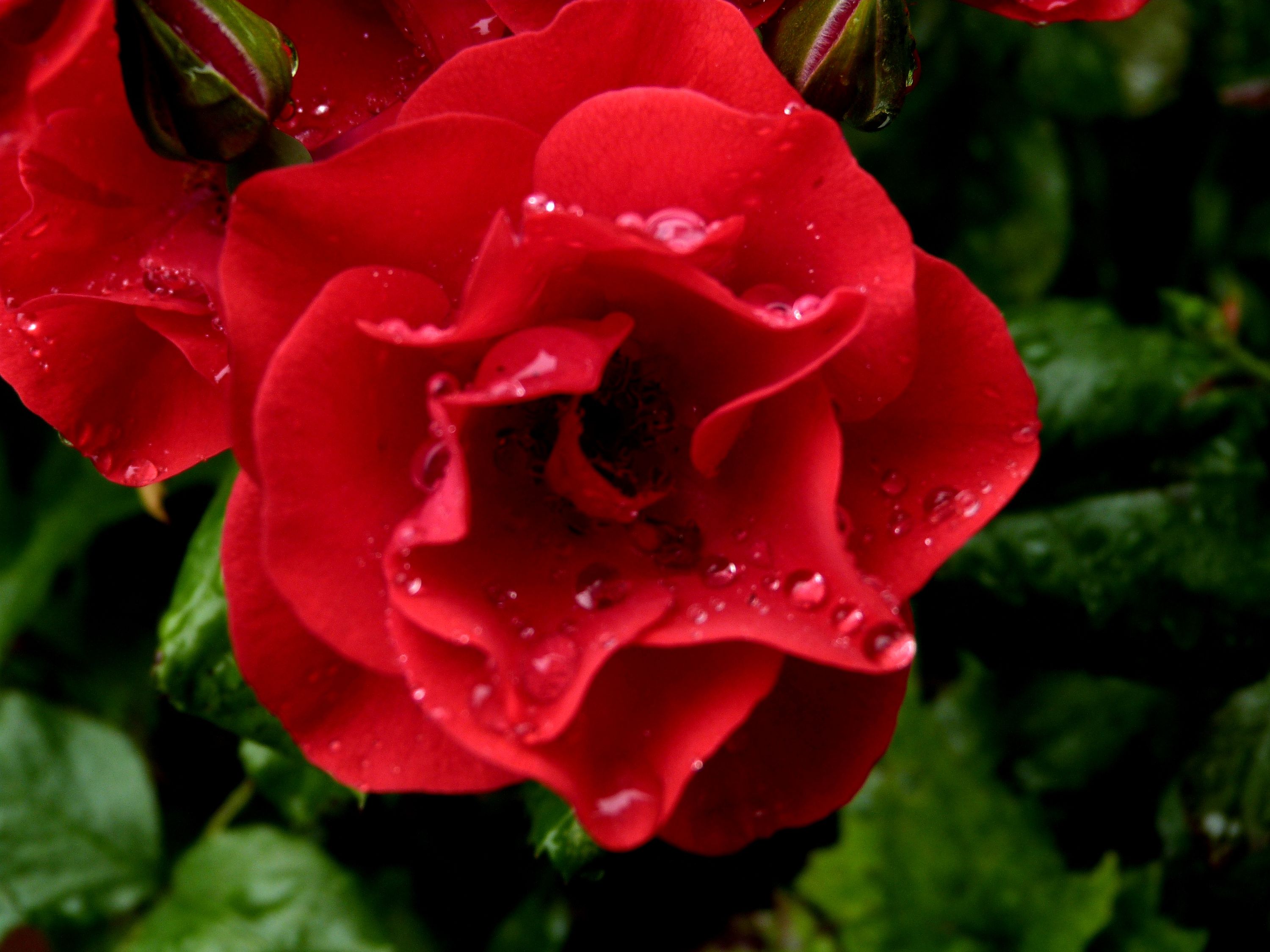 Rose im Regen