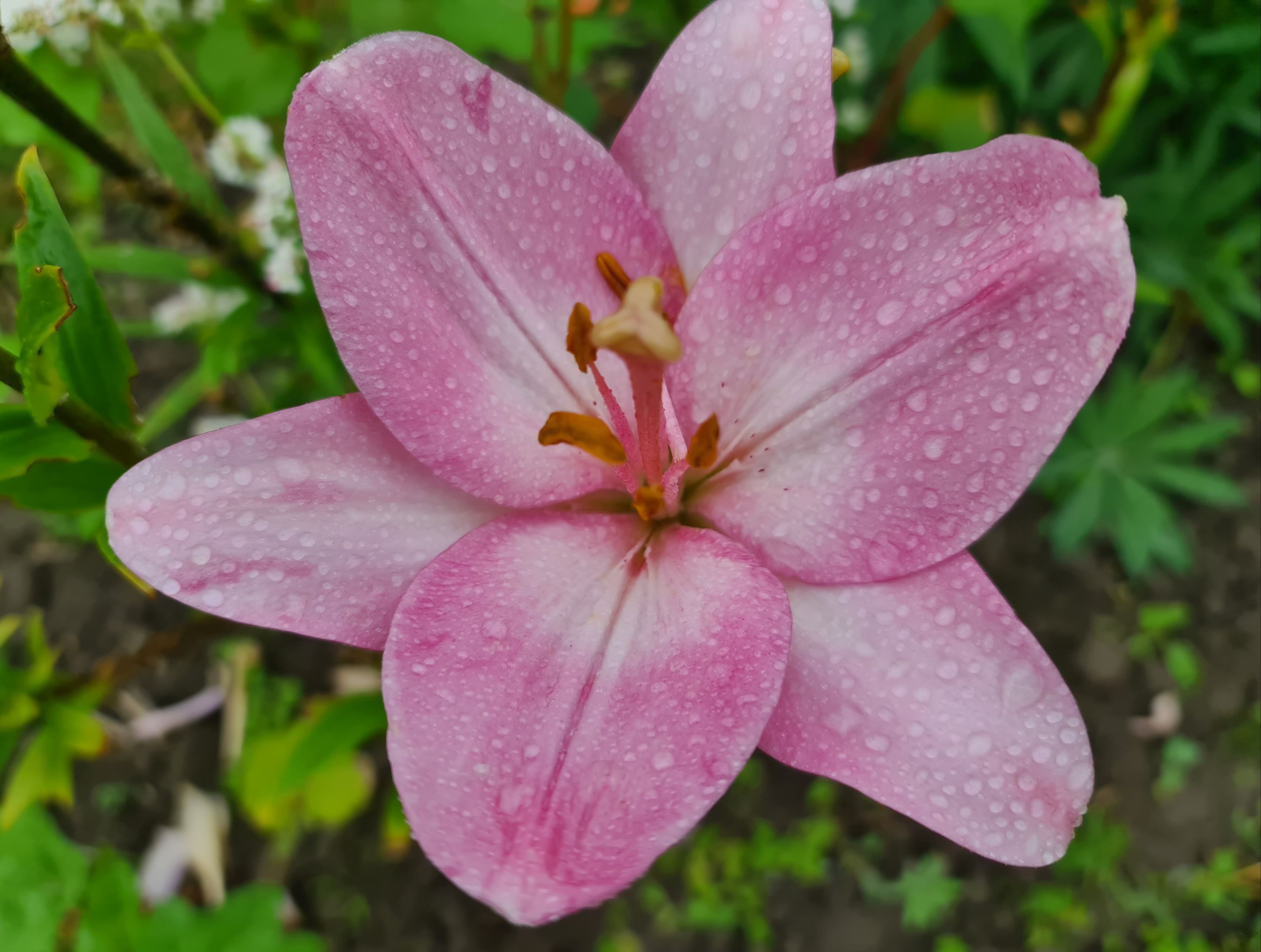 Lilie im Regen