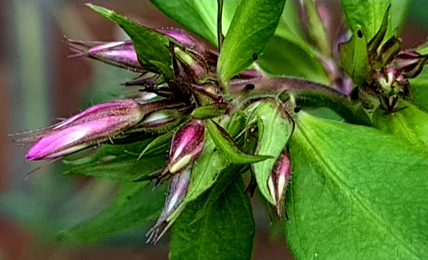 Blume beginnt zu blühen