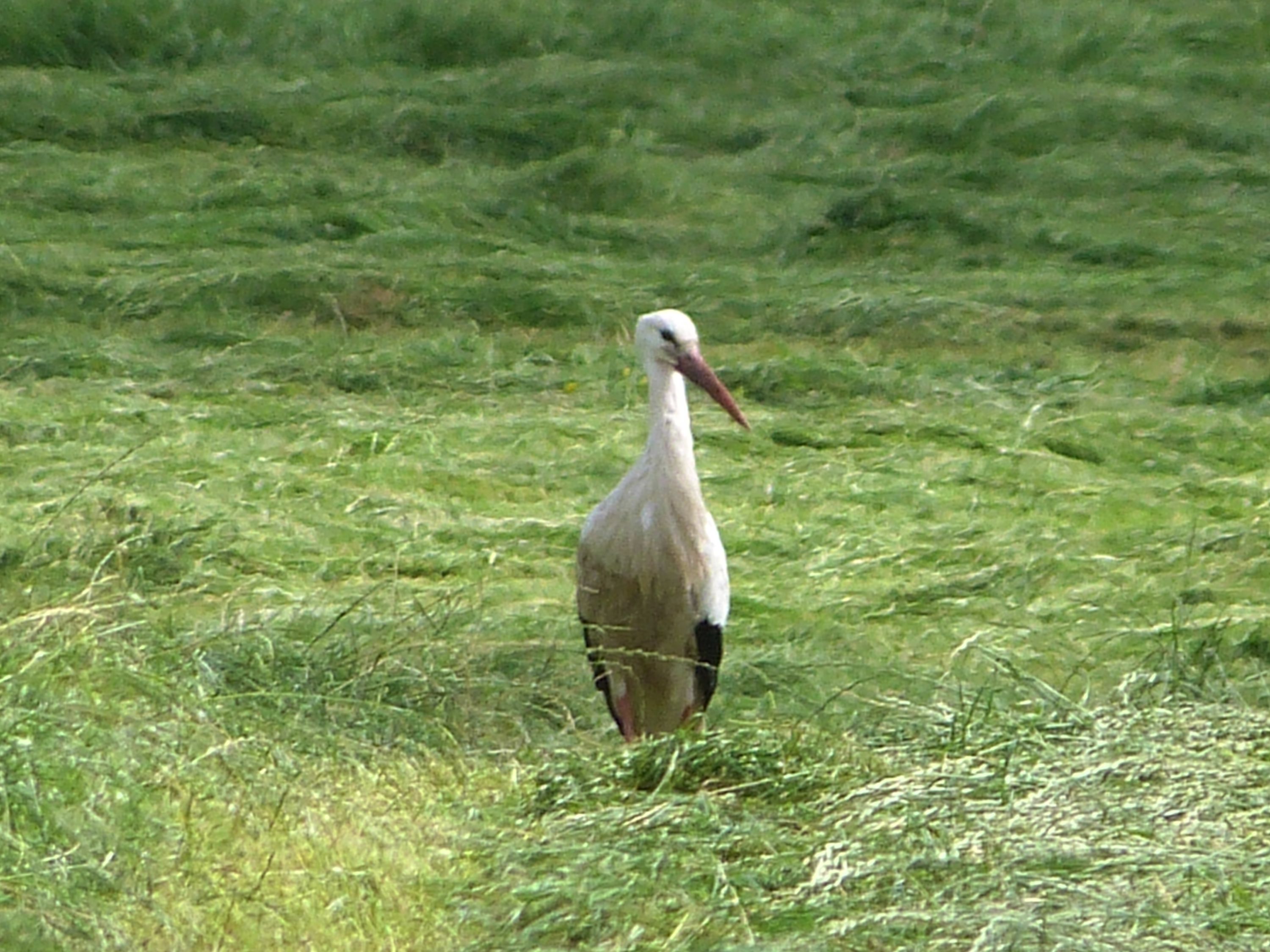 Storch