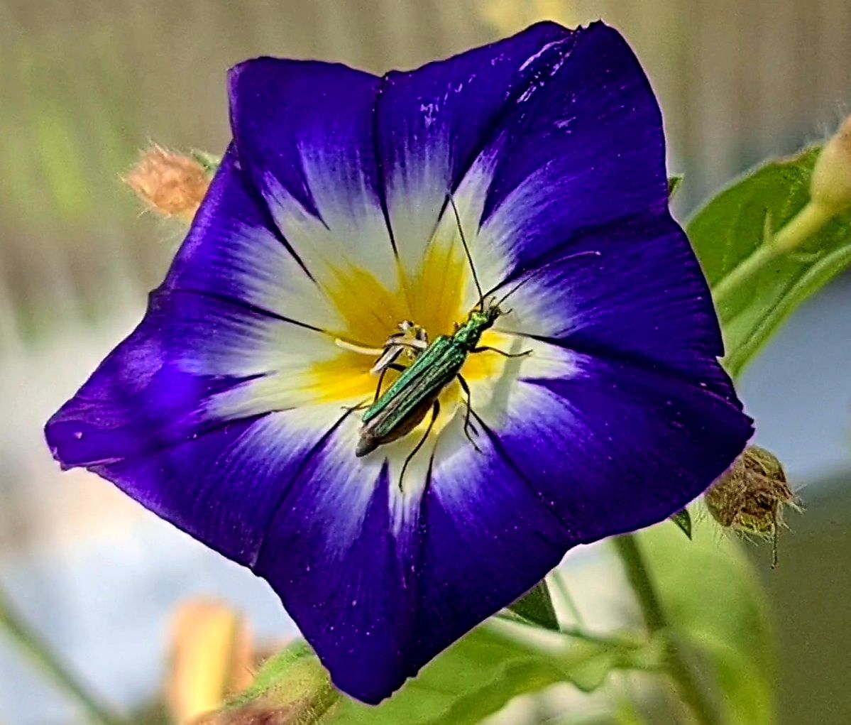 Käfer auf Blume