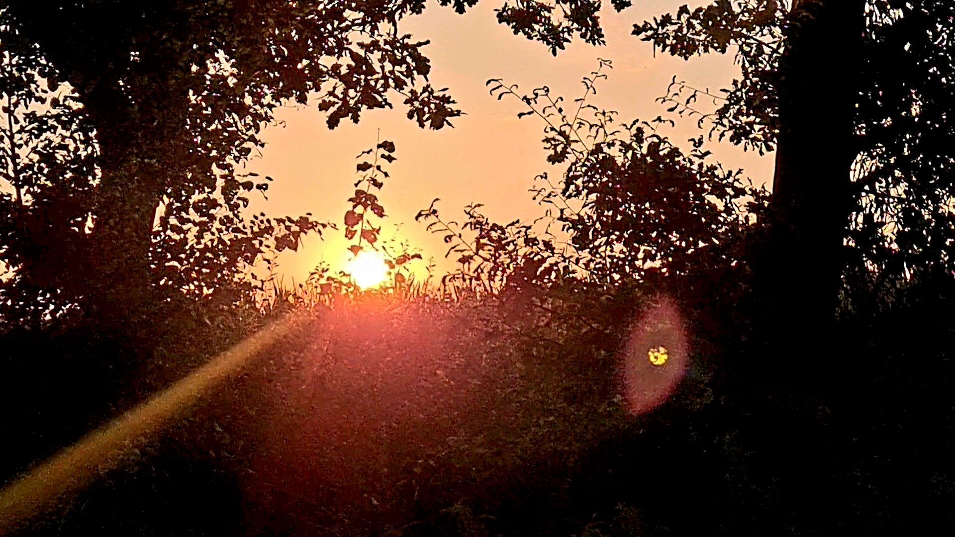 Sonnenuntergang zwischen den Bäumen