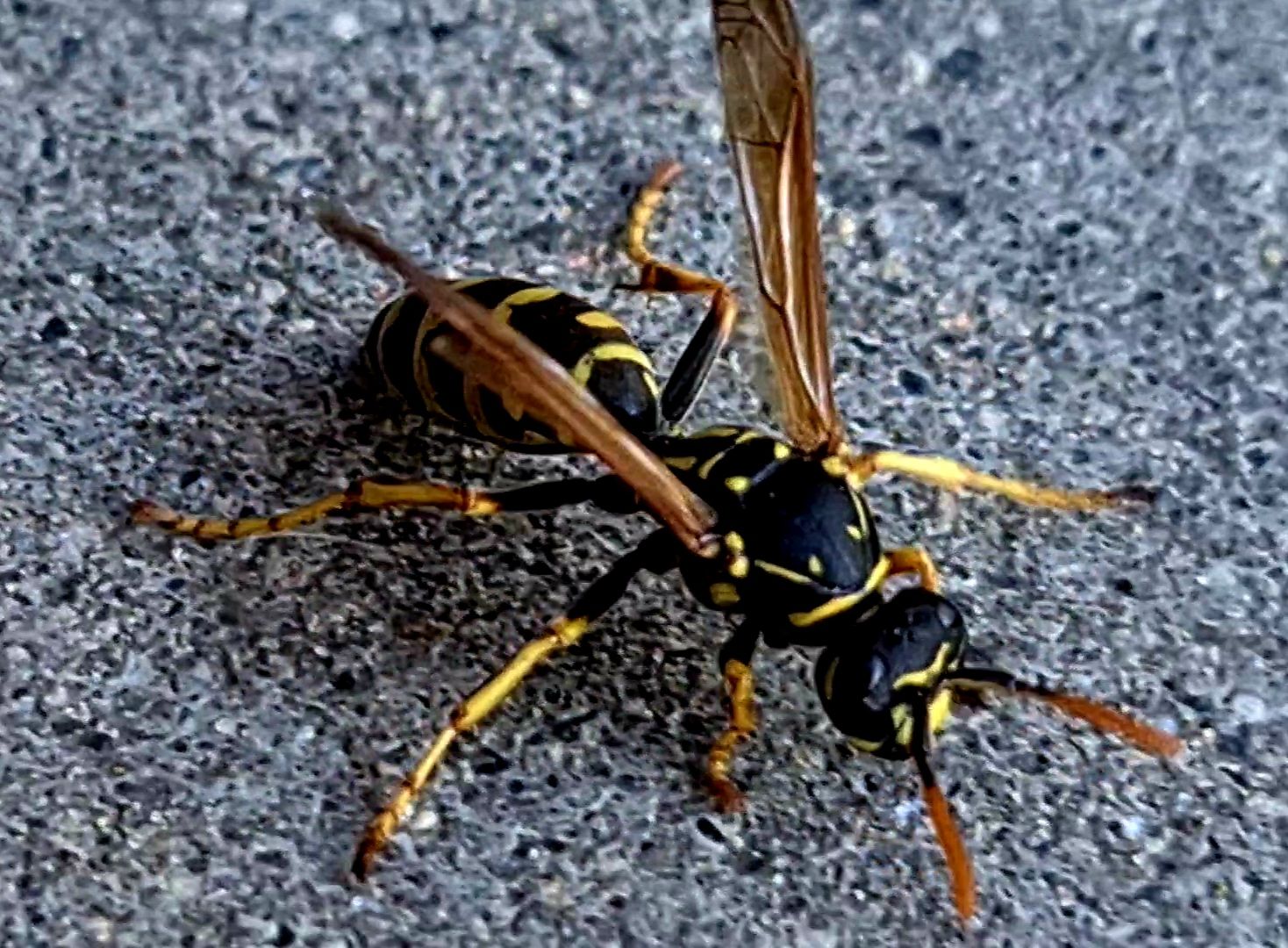 Wespe im Krabbelmodus