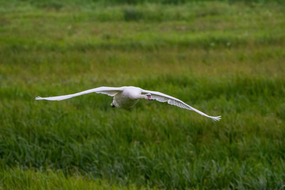 Swans wing span