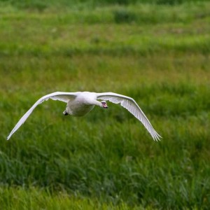 Swan  Flying