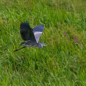 Grey Heron in flight