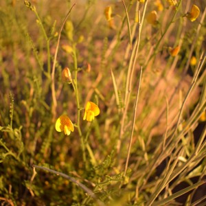 Flores Silvestres