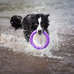 Бордер колли в воде