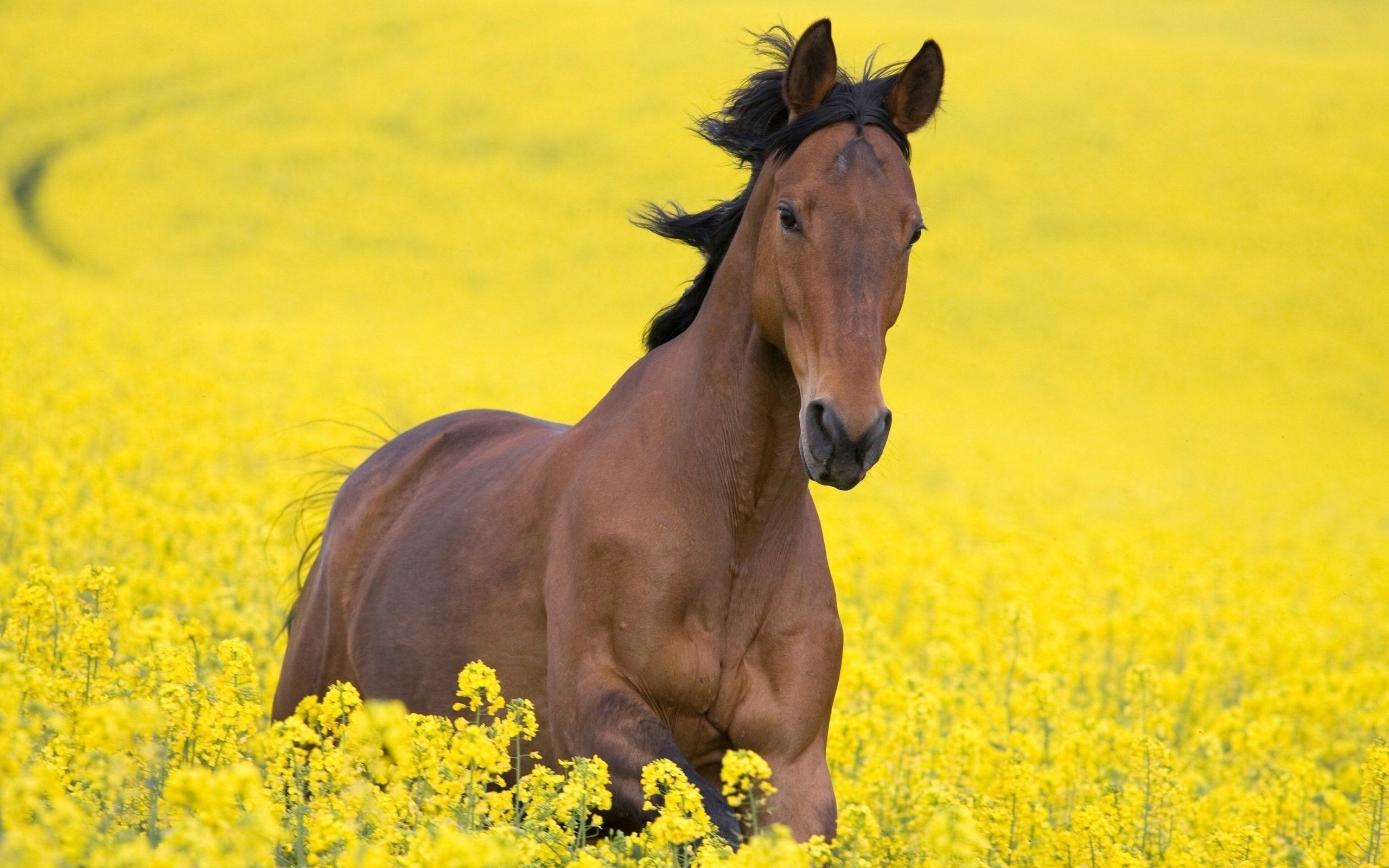 Horse in nature