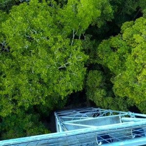 Selva Amazônica