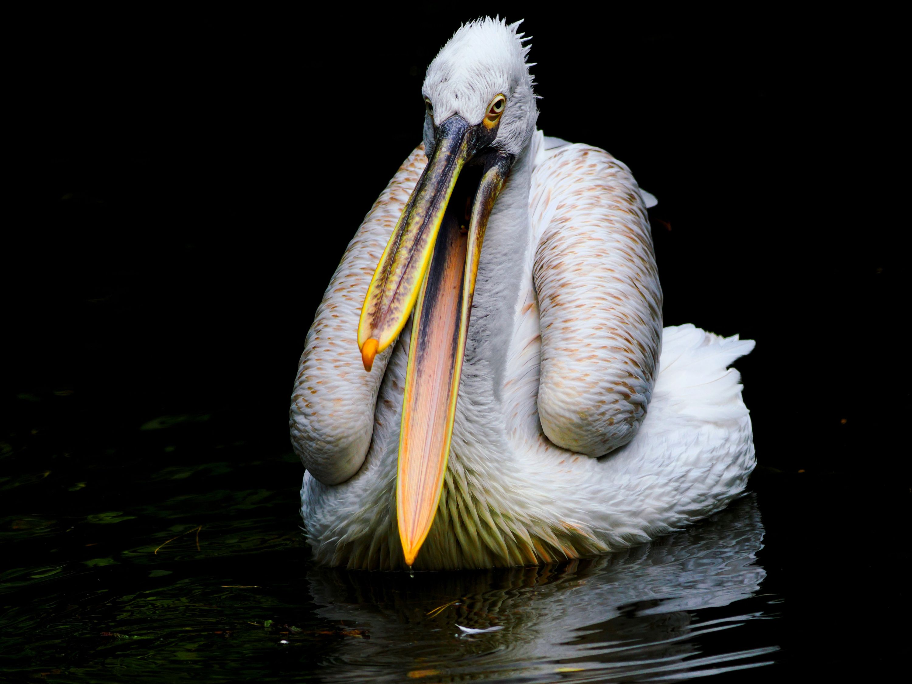 zpívající pelikán