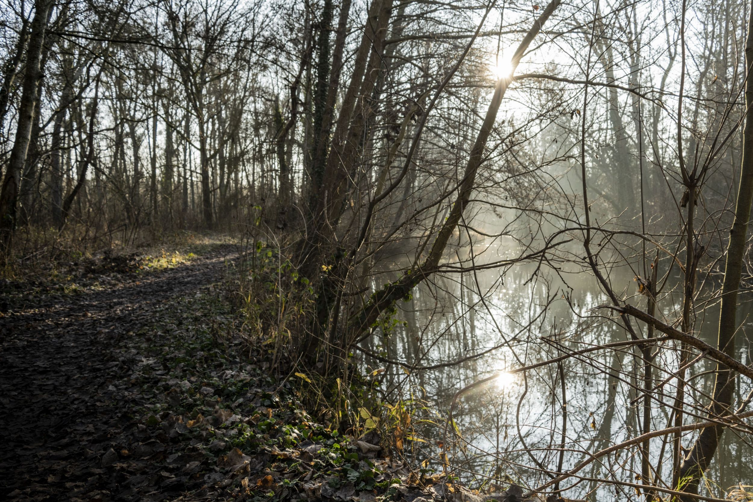 Brume matinale