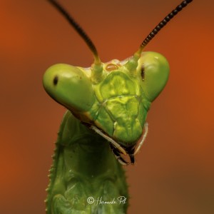 Mantis, Amazonas, Colombia.