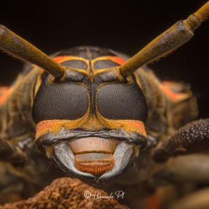 Escarabajo Arlequín, Amazonas, Colombia