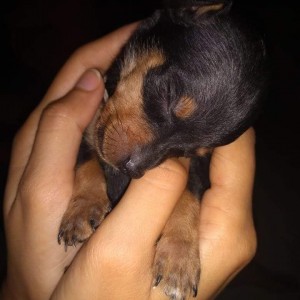 Cachorrita Mini Pinscher