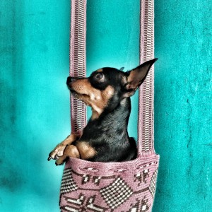 Perrita en una mochila Wayuu