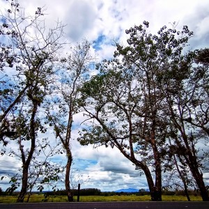 Árboles Betula