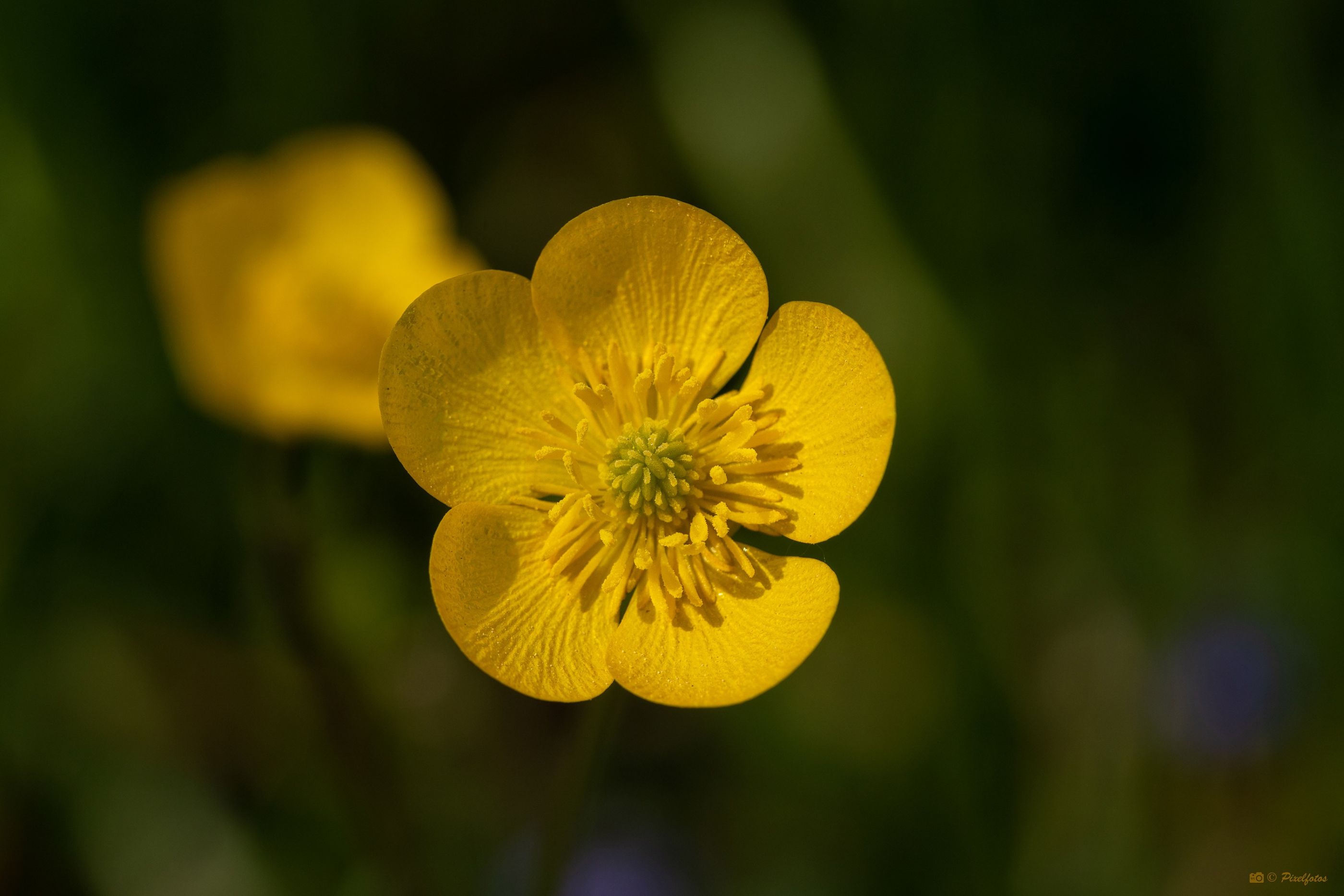 Butterblume