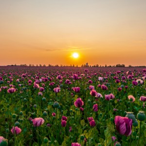 Poppy field and sunset