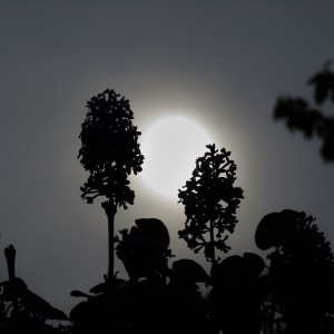 Lilacs and moonlight