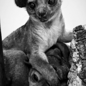 Kinkajou